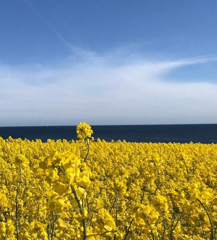 Stf Smygehuk Fyr & Logi Ostello Smygehamn Esterno foto